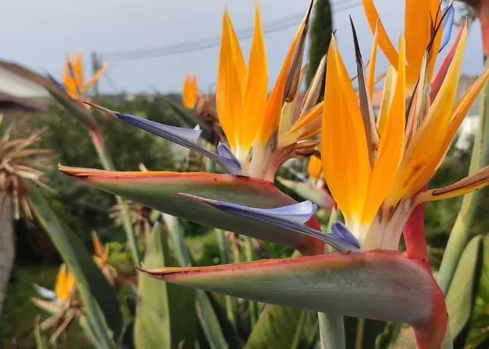 Kyrios Arts Atelier With Use Of Private Swimming Pool Carrascal (Leiria)